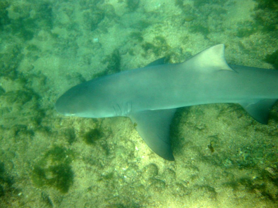Tubarão na praia do Sueste em Fernando de Noronha