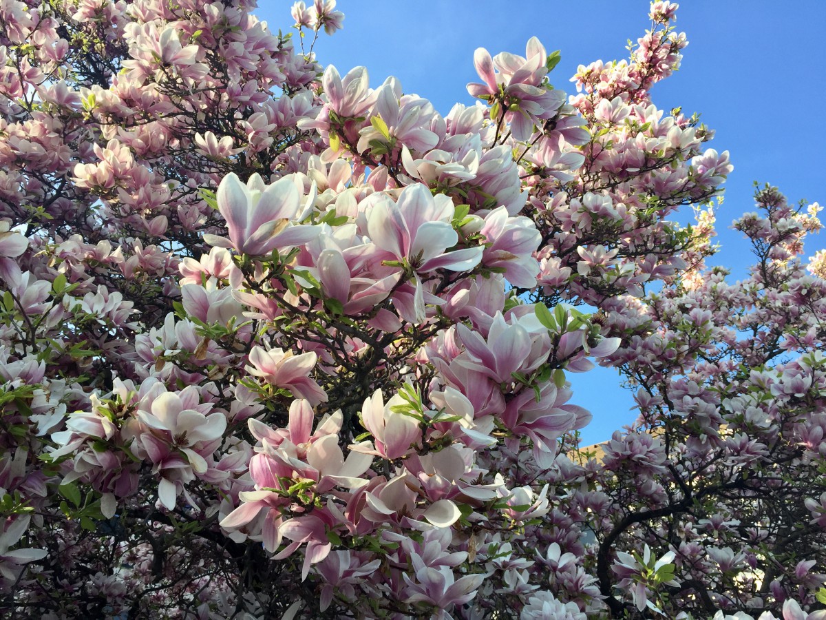 Printemps en France Europe