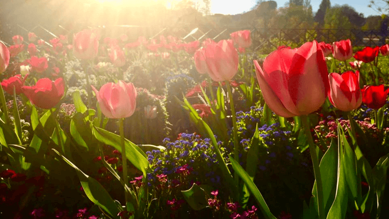 Printemps en France