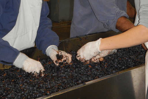 Wine Fermentation Mendoza