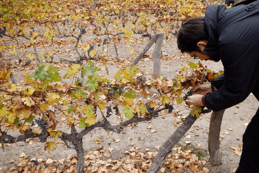 Argentine Wine Benegas