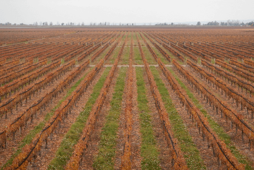 Bodega Septima Argentina Mendoza