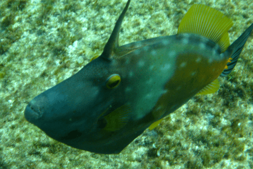 Mergulho de Cilindro em Fernando de Noronha | 1001 Dicas de Viagem