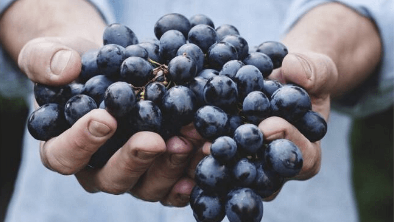Vin naturel ou vin nature - Nature Wine | 1001 Dicas de Viagem Travel and Wine Blogger
