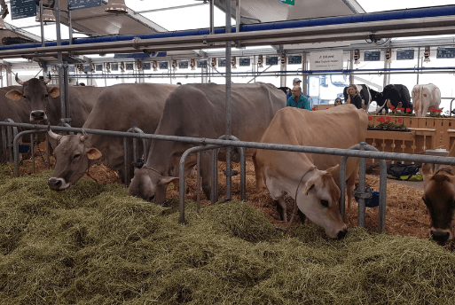 Feira Agropecuária em Berna, Suíça - Roteiro em Berna