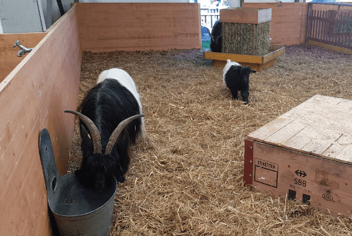 Feira Agropecuária em Berna, Suíça - Roteiro em Berna