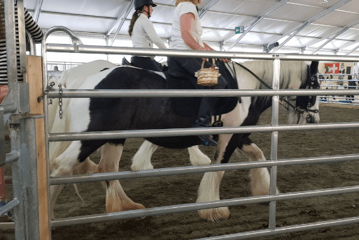 Feira Agropecuária em Berna, Suíça - Roteiro em Berna